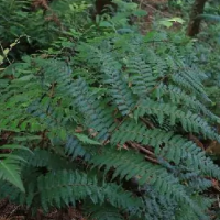 求购大黑桫椤